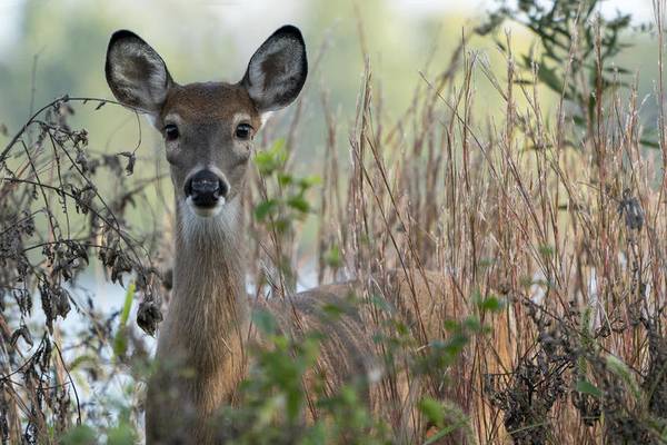 Time change raises risk of driver collisions with wildlife