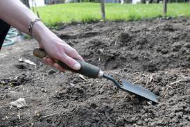 4-H Little Roots Garden Program invites kids to learn about gardening