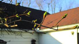 Down the Garden Path: Guest columnist series--Force flowering branches for an early spring show