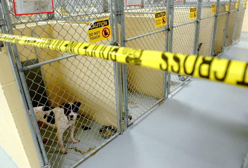 The Pit bulls that were owned by former NFL player LeShon Johnson are being kept in a section of the Tulsa Animal Shelter that is marked off by tape, Monday, April 11, 2005, as evidence in the case against him at the Tulsa Animal Shelter in Tulsa, Okla.  The shelter is holding 51 dogs from a dogfighting case involving Johnson.  He was arrested in May for allegedly organizing dogfights, and officials seized as many as 85 pit bulls. (AP Photo/The Tulsa World, John Clanton)