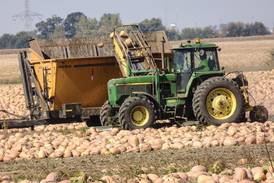 Illinois pumpkin harvest supplies on target to meet demand