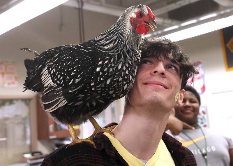 One of the chickens perches on top of James Obermiller, a senior, during the Future Farmers of America Baryard Zoo Wednesday, Feb. 21, 2024, at DeKalb High School. The program, which is held during National FFA Week, gives local kids a chance to visit the high school and learn about the FFA program and animals in agriculture.