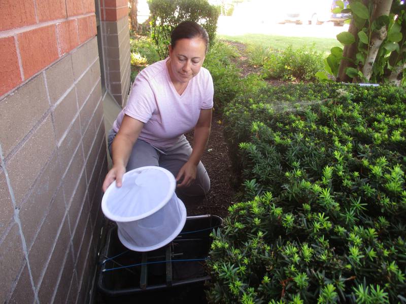 Lauren Belville of the Kendall County Health Department checks a mosquito trap outside the department's Yorkville offices on Aug. 16, 2023. The mosquitoes are tested for the West Nile virus.