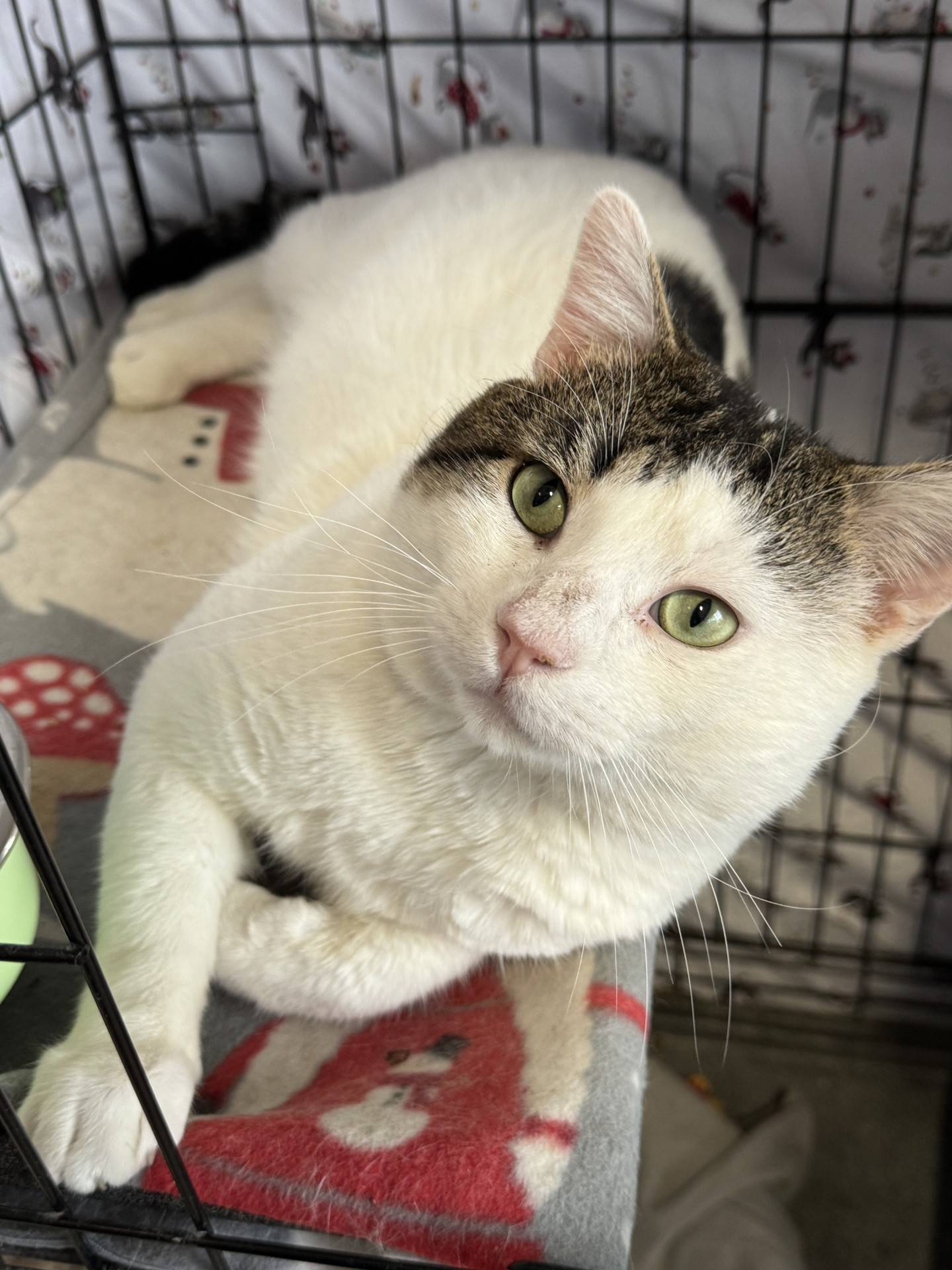 Edward Cullen is a large 6-year-old tabby that was found as a friendly stray and brought indoors to safety before the weather turned cold. He is comfortable around people so he likely lived in a home at some point in his life. Edward is friendly, curious, outgoing, confident and will jump up to greet new visitors to his kitty tower. He loves to chatter and enjoys attention, especially pets and chin scratches. Edward is FIV-positive, so he must be the only cat in a home or live with other FIV positive cats. To meet Edward Cullen, email Catadoptions@nawsus.org. Visit nawsus.org.