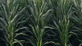 Crop Report from the week of June 30: Lots of heat, not a lot of rain