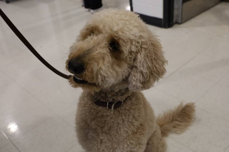 Bailey, a two-year-old Goldendoodle, was trained by Gary and Cheryl Myers to be a comfort dog for students at McHenry High School District 156. Both work in the district.