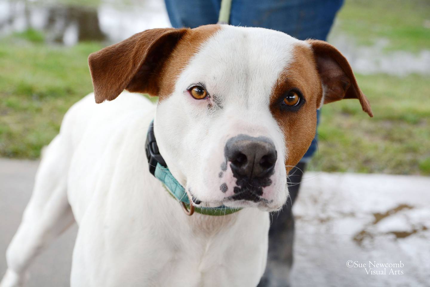 Romeo is a young pit bull terrier who came to the humane society as a stray and was never reclaimed. He is happy, lovable, and enjoys blankets, toys, and treats. Contact the Will County Humane Society at willcountyhumane.com and follow the instructions for the adoption process.