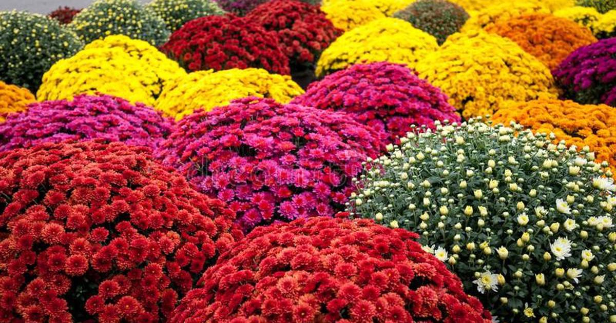 Mum sale to benefit Save-A-Pet – Shaw Local