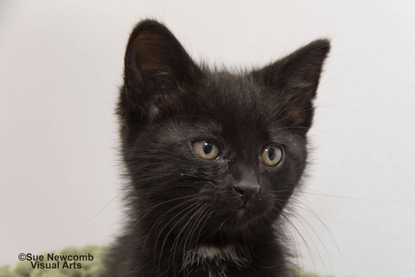 Cocoa Puff is part of a litter that was found outside. She is currently being vetted and socialized, and the shelter is accepting applications. The approximate birth date of this litter is March 17. The kittens can’t go to their forever homes until they are at least 8 weeks old and cleared by the shelter’s veterinarian. Contact the Will County Humane Society at willcountyhumane.com and follow the instructions for the adoption process.