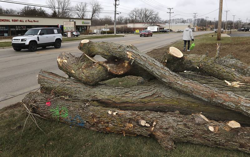 Logs are piled alongside Route 47 on Wednesday, Dec. 11, 2024, in Woodstock as tree removal continues in preparation for the Route 47 construction project.