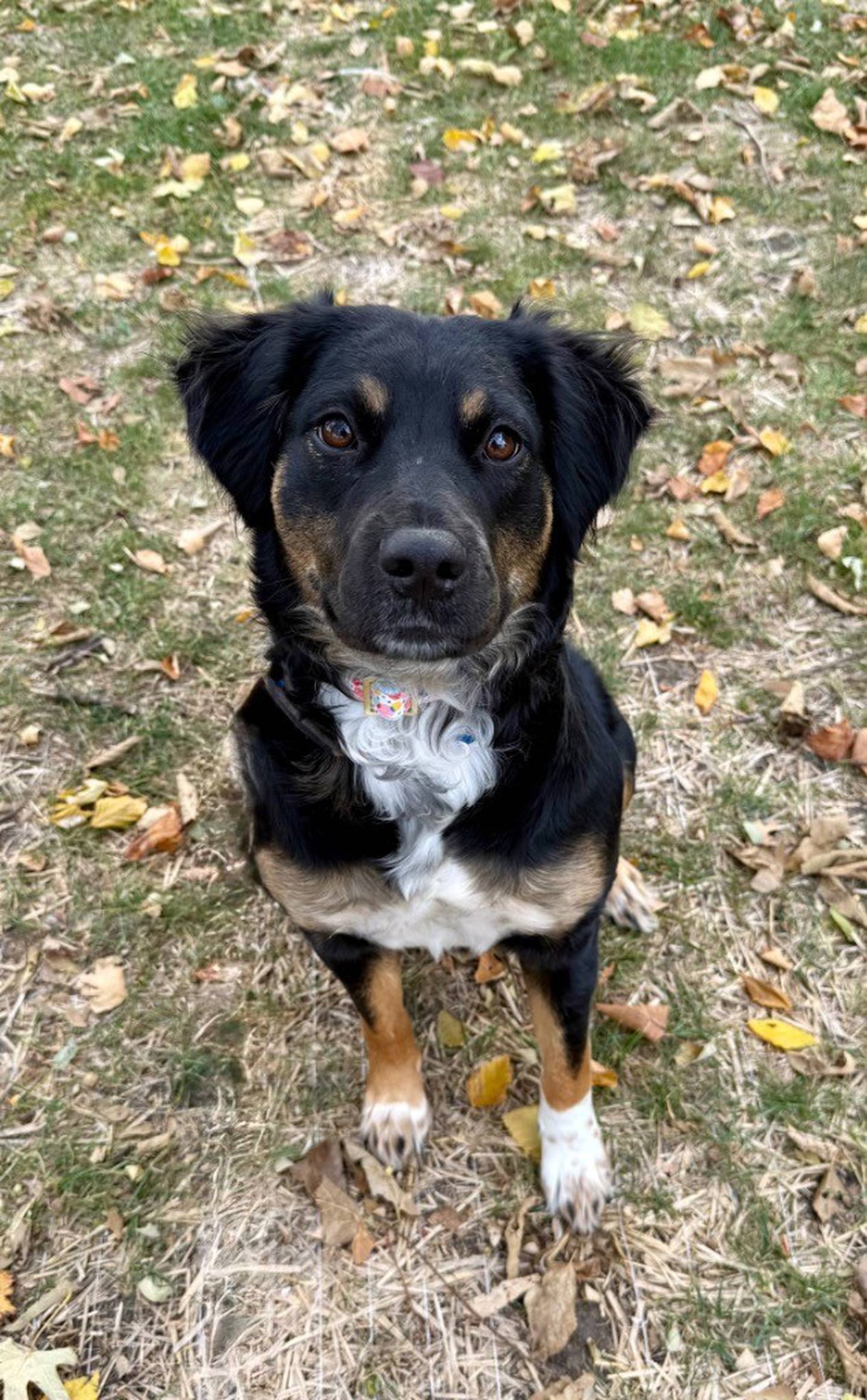 Bonnie is a 2-year-old, 45-pound sweet mixed breed/collie. She loves to jump on people for hugs and attention. She is incredibly smart and agile and needs a home to keep her active and enriched! She is dog-friendly and kid-friendly. Once she bonds to people, she does guard and protect them, so Bonnie needs an adopter with previous experience with guarding issues and a home where any children are over 12 years old. She enjoys other dogs at the shelter but – due to her small-animal prey drive – Bonnie needs a home without cats or small pets. To meet Bonnie, visit willcountyhumane.com and follow the instructions for the adoption process.