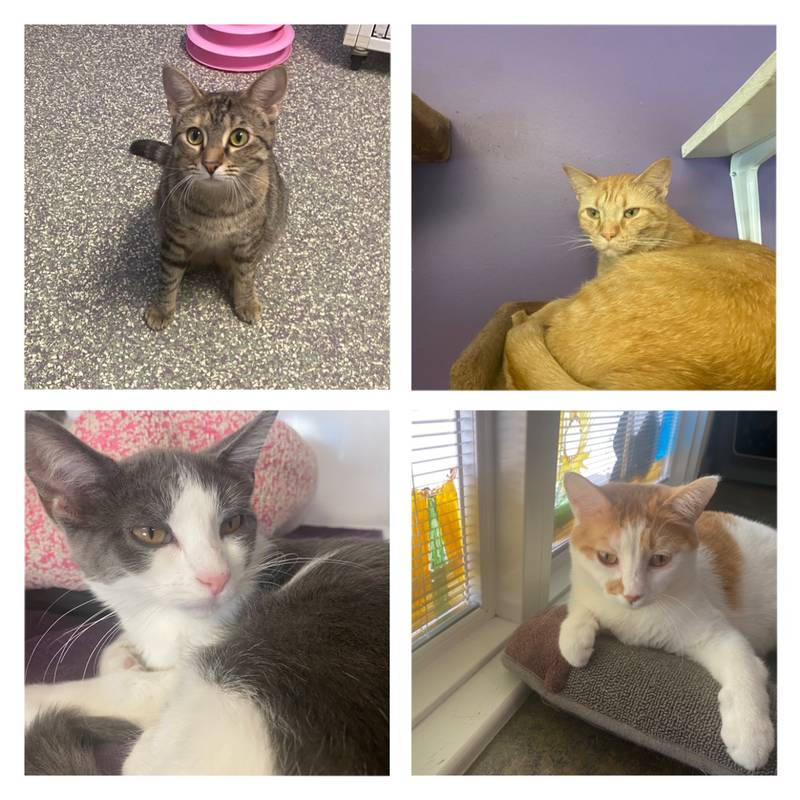 The Morris Herald-News presents this week’s Pets of the Week.