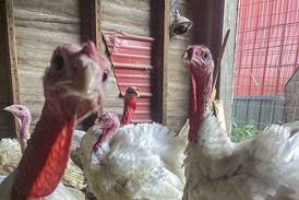 At Dixon’s Windsweep Farm, turkeys are more than Thanksgiving dinner   