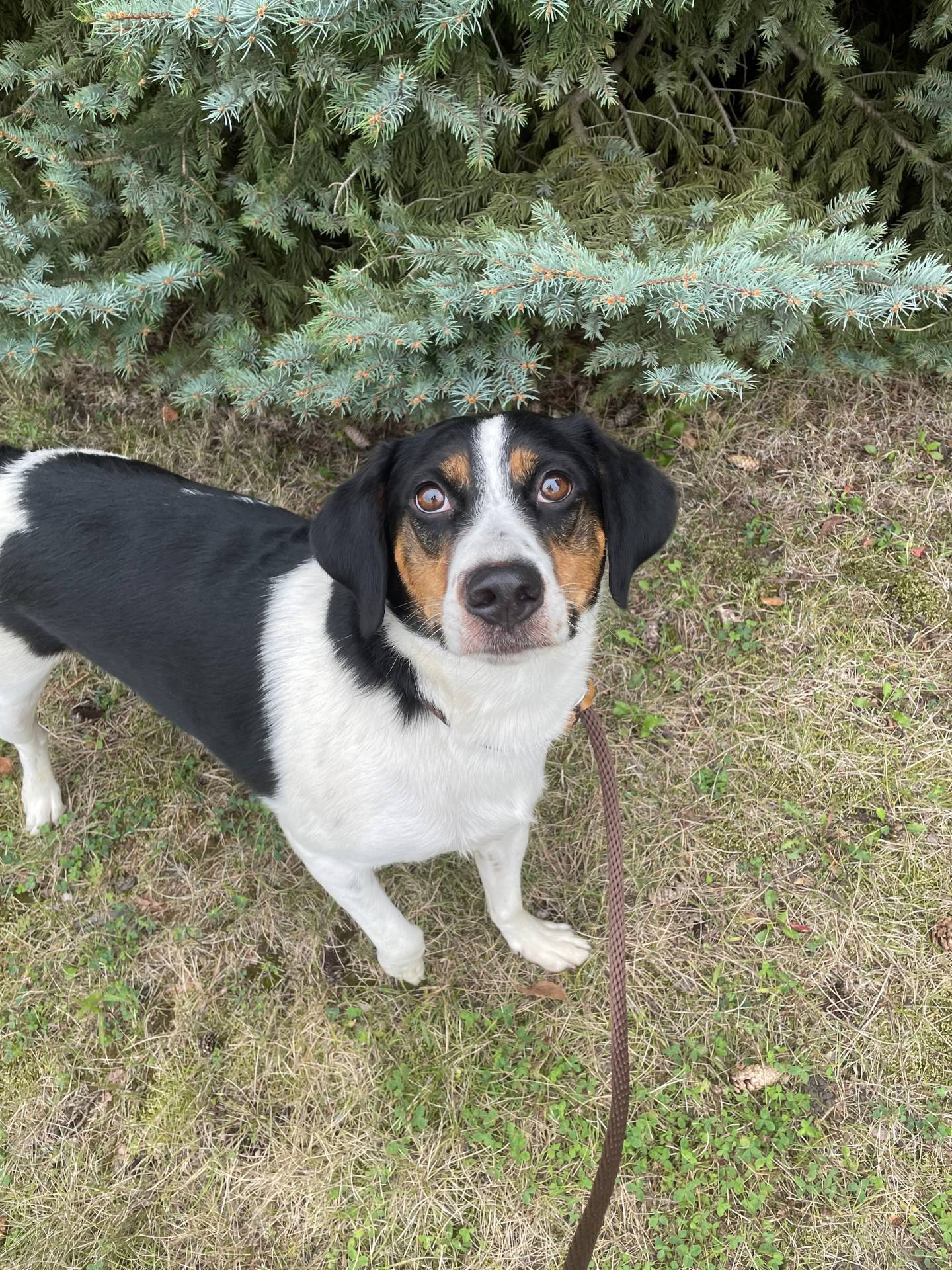 Charlie is a sweet 4-year-old tri-color beagle/hound mix that was found as a stray. He spent time in a foster home and is now ready for his forever home. Charlie has met other dogs, cats and small children, and he has done well with them all. He is potty-trained and very comfortable in a home environment. To meet Charlie, email Dogadoption@nawsus.org. Visit nawsus.org.