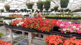 Forreston FFA greenhouse opening day is April 26