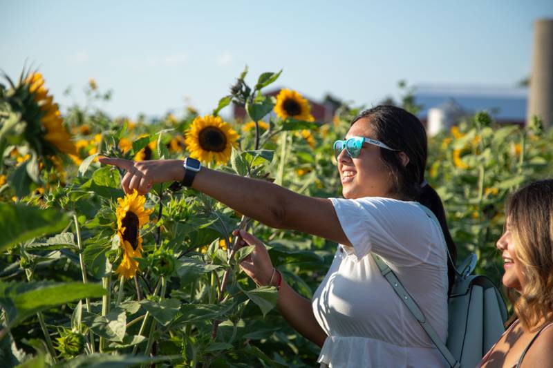 Shelby Hernandez (left) points at a sunflower she intends to pick at Sunflower Fest hosted by Wiltse Farm in Maple Park on Thursday, July 21, 2022.