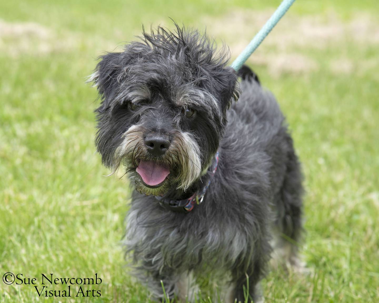 Shadow is a sweet Maltese mix who was surrendered by his owner. He loves people and very much wants to spend time with them. He needs a comfortable forever home. Contact the Will County Humane Society at willcountyhumane.com and follow the instructions for the adoption process.