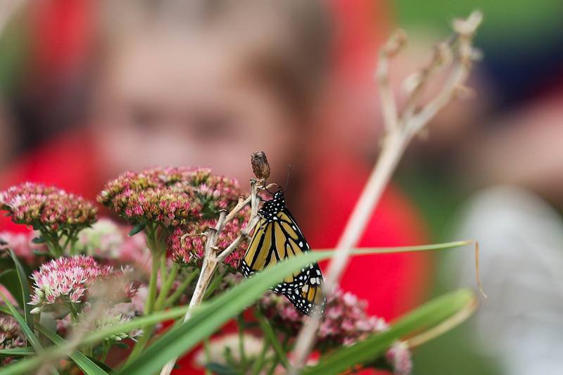A student a St. Dennis School watches as a Monarch Butterfly sits on a flower at the schools Monarch Waystation. Tuesday, Sept. 13, 2022, in Lockport.