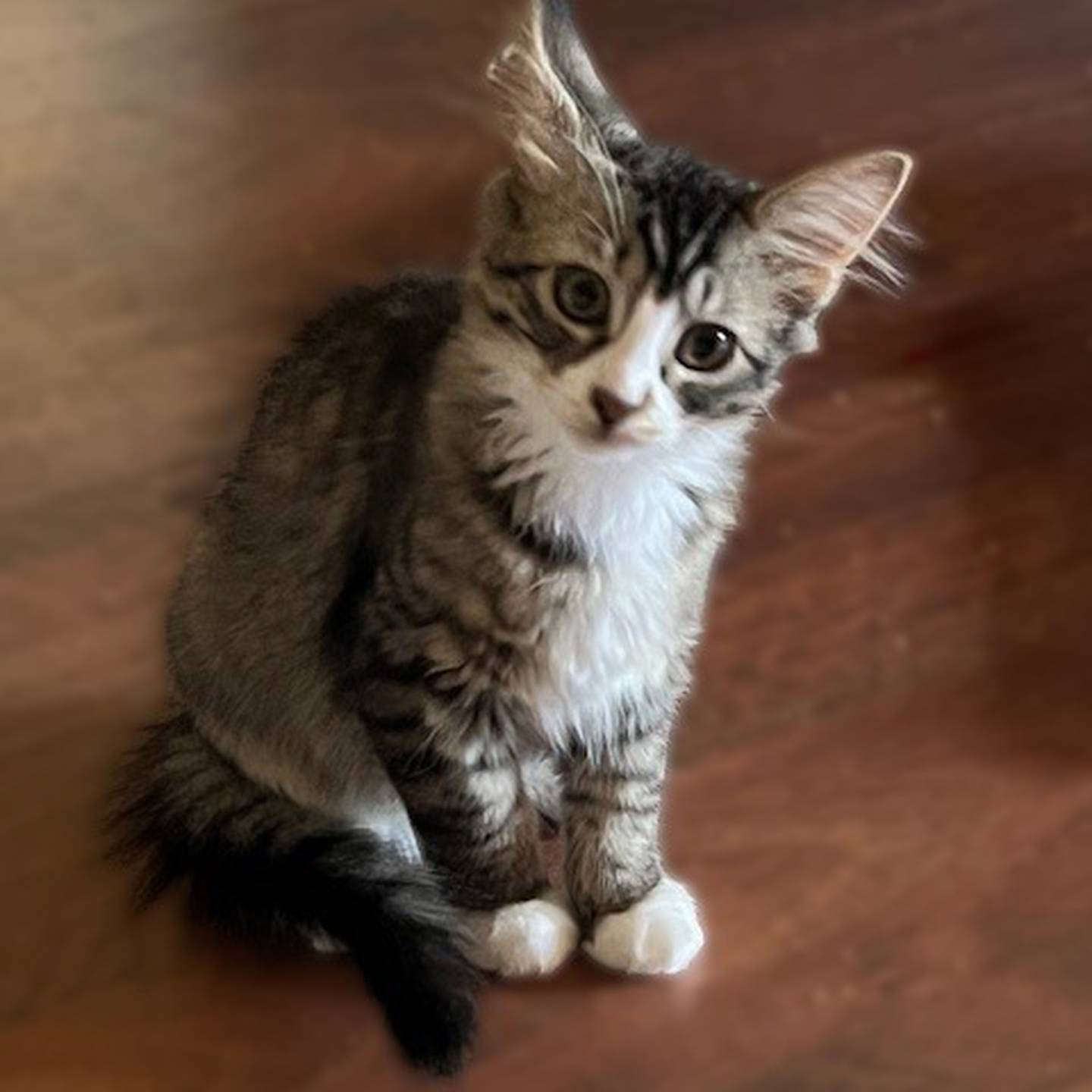 Aspen is graceful, gentle and loves curling up in laps. She also loves sitting next to people while they read or play video games. Aspen enjoys birdwatching and burrowing into quilts, and she’s a lovely match for a calm home that appreciates peaceful companionship – with a little extra affection, too. To meet Aspen, visit thekittysquad.com/adoptables.