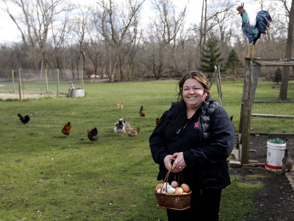 Harvard becomes latest McHenry County town to allow backyard chickens