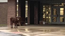 Cows still on the loose around Johnsburg, police say