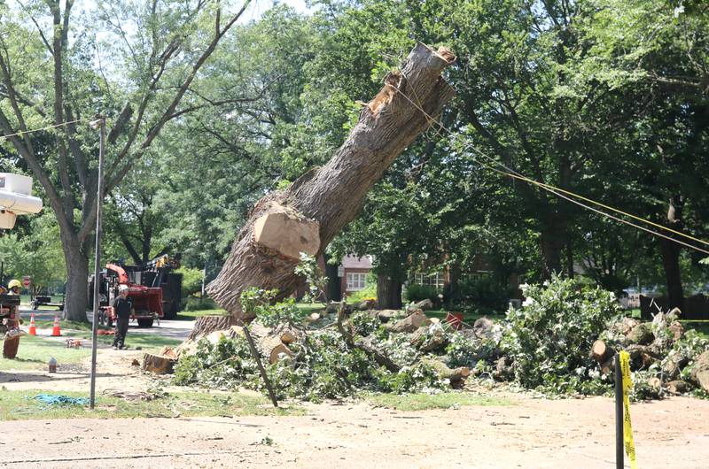 The trunk of the historic oak tree at 240 Rolfe Road in DeKalb finally falls Thursday, July 21, 2022, after standing in that spot for several hundred years. The tree, one of the oldest in the city, was beginning to die and lost a branch in a storm last week so at the advice of an arborist the city opted to remove it rather than risk more branches coming down and causing damage or injury.