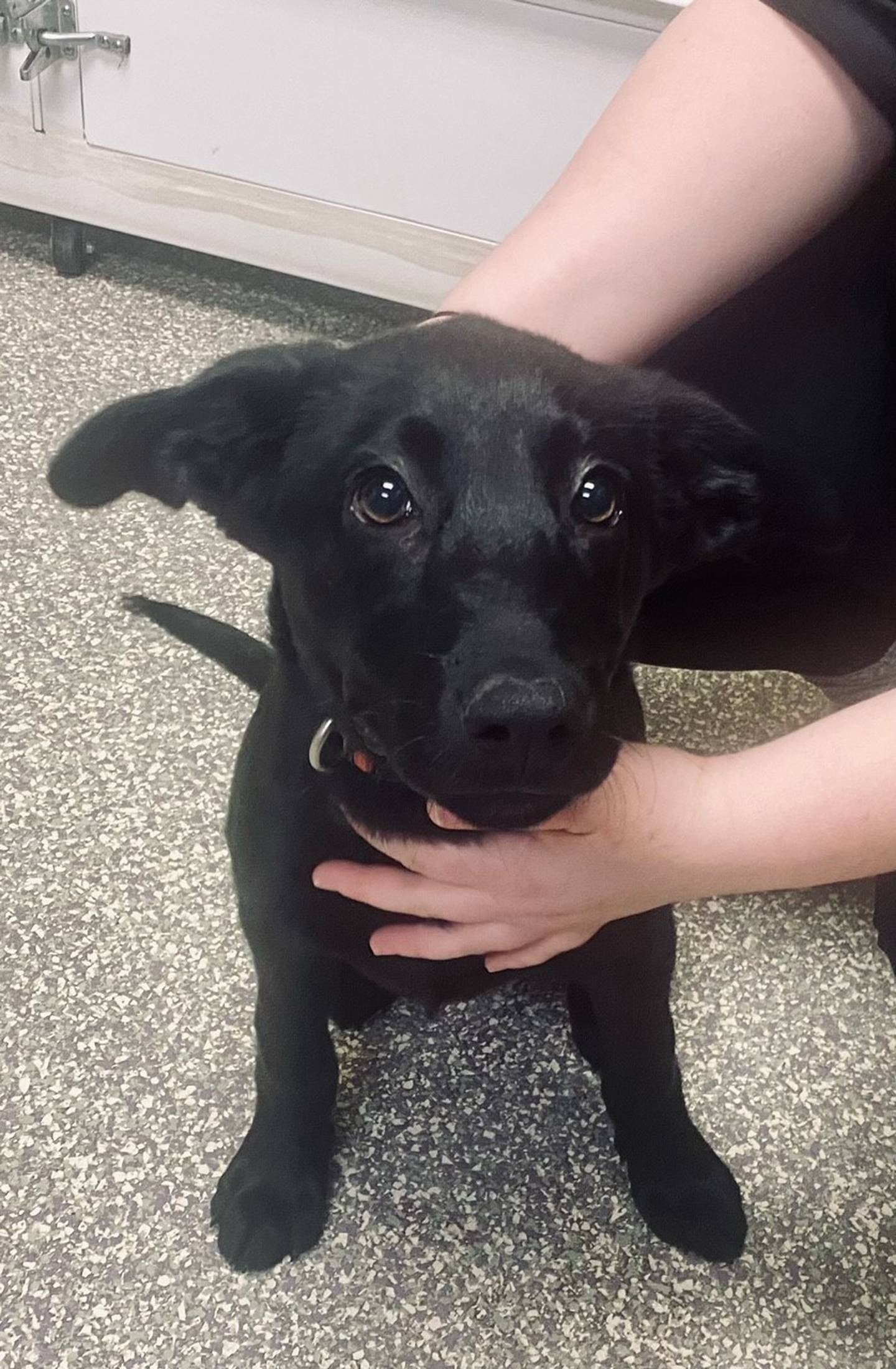 Kano is a 15-week-old lab and german shepherd mix. He is energetic, kindhearted, and loving. Kano is high-spirited and enjoys playing with his toys. He is potty trained and understands basic commands. For more information on Kano, including adoption fees please visit justanimals.org or call 815-448-2510.