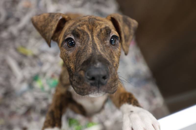 A puppy available for adoption peers out of its box Wednesday, Feb. 11, 2026, at Tails Humane Society in DeKalb. Tails was presented with the Nonprofit Organization of the Year award by the DeKalb Chamber of Commerce.
