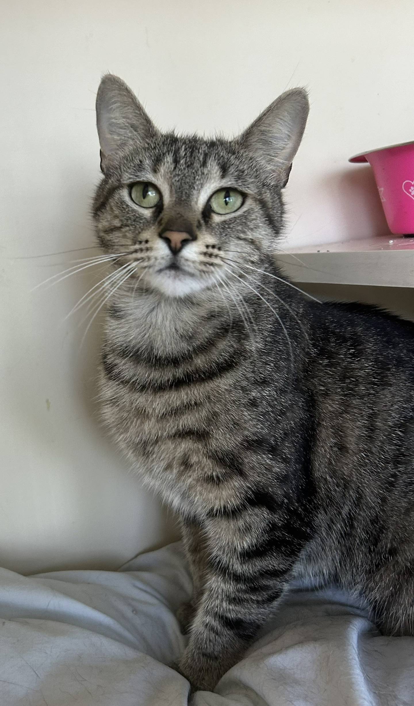Ostrich is a sweet 1-year-old tabby who tries to fool visitors into thinking she is shy, but she is just silly. Ostrich will make forts out of her bed or lounge under her shelf to get some peace and quiet and snooze the day away. She loves scratches on her head and by her tail and responds when people talk to her. Ostrich is curious, resilient and trusting. To meet Ostrich, email Catadoptions@nawsus.org. Visit nawsus.org.