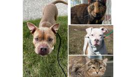 Pets of the Week: Nov. 27, 2023
