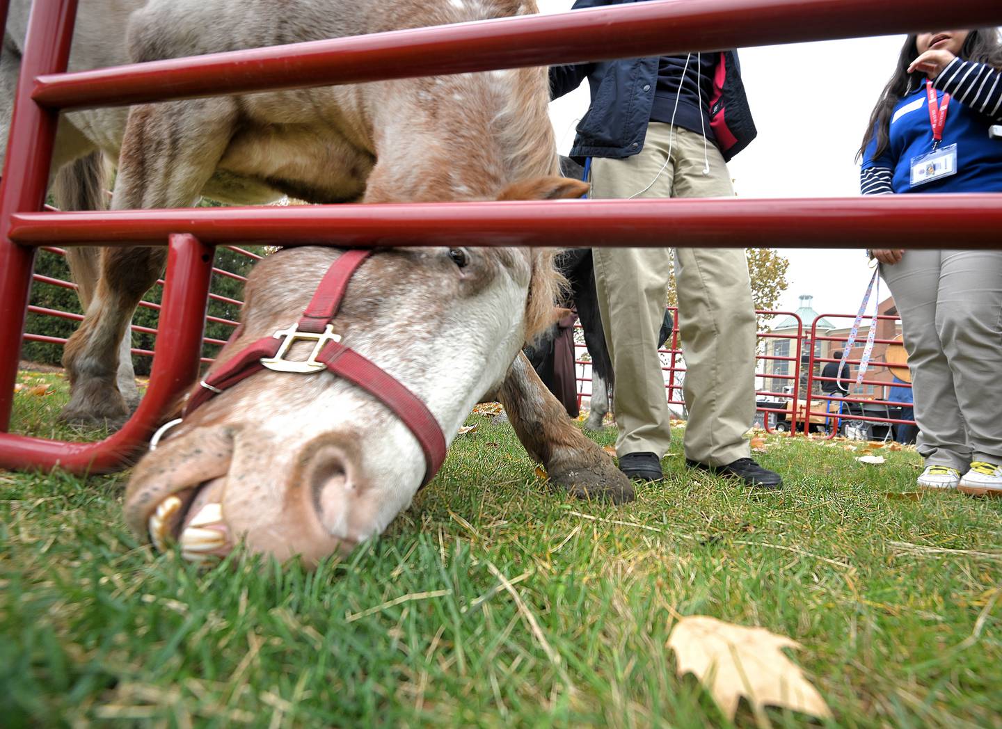 Fin, a 13-year old horse from Mane Trail Stables, an equine-assisted therapy and learning center, finds the grass greener on the other side of the fence that keeps him housed at Benedictine University in Lisle. The university is offering an Intro to Animal Therapy course in the spring.