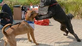 Westmont’s Pets in the Park set for Sunday