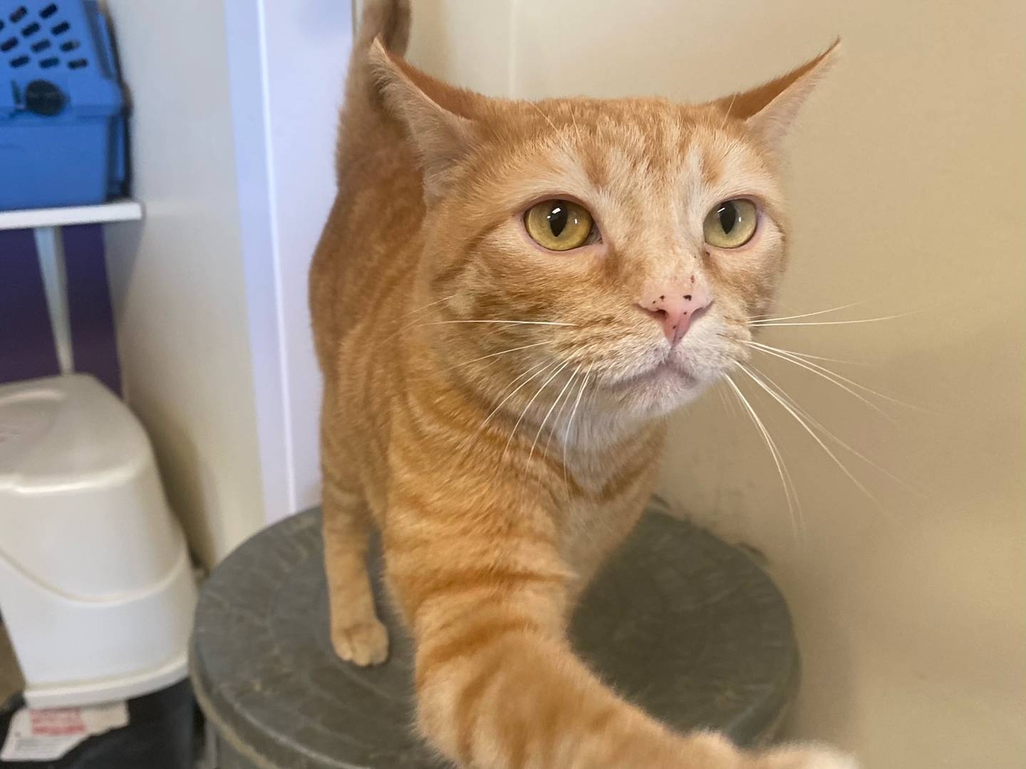 Billy is a three-year-old domestic shorthair that is front declawed. He is very playful and wants love and attention. He does not get along with other cats. He is very affectionate and enjoys cuddling. For more information on Billy, including adoption fees visit justanimals.org or call 815-448-2510.