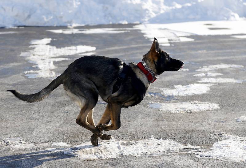 Jäger, a 7-month-old German shepherd getting trained as a search-and-rescue dog, runs to Wonder Lake firefighter and paramedic Ginelle Hennessey on Tuesday, Jan. 31, 2023, at Wonder Lake Fire Protection District Station 1, 4300 E. Wonder Lake Road in Wonder Lake. Once trained, the dog will be the first fire department search-and-rescue dog in McHenry County.