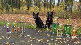 Lake County Sheriff’s K-9s earn top awards