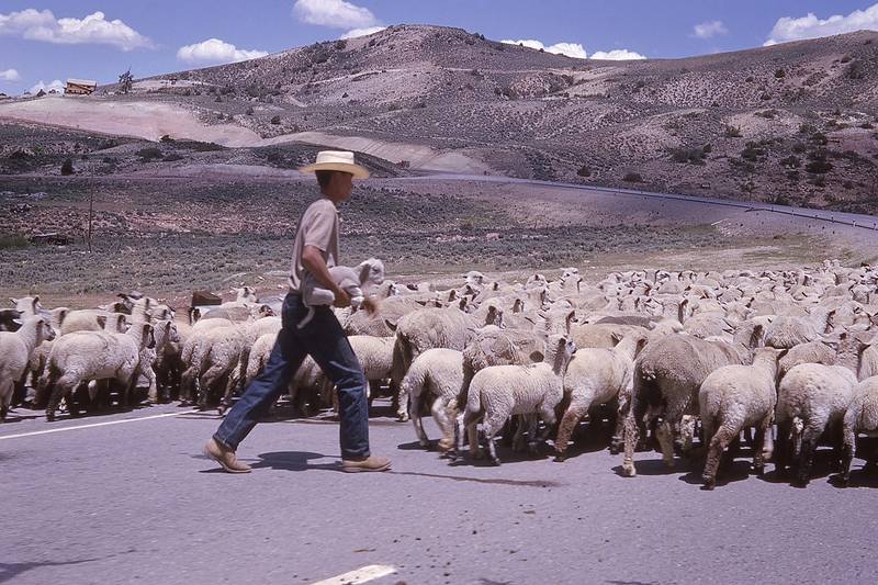 Art piece "A Good Sheperd" by Rich Born as part of the reate With KVAL challenge of "Regional USA"