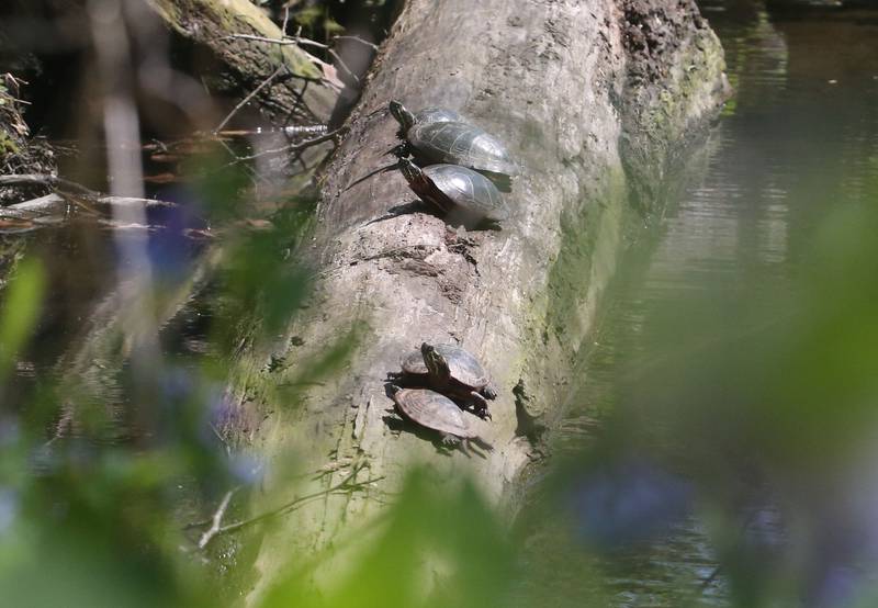 Turtles rest on a log along Illinois Canyon creek near the bluebells near the trail Illinois Canyon on Tuesday, April 22, 2025 at Starved Rock State Park.