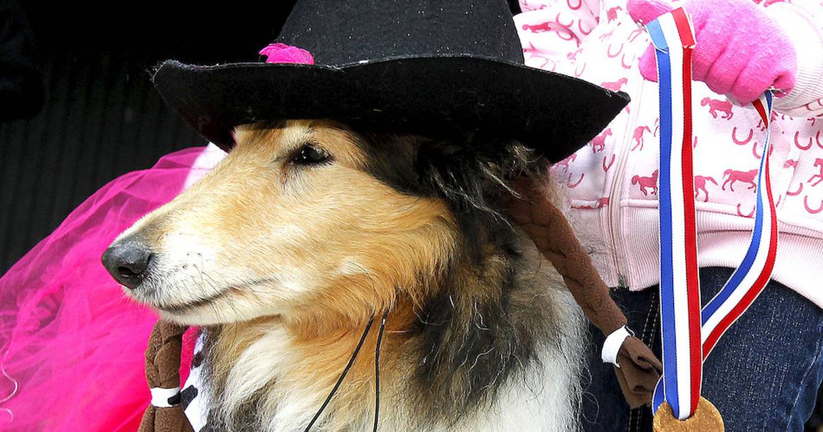 Halloween Fall Fest planned in Gurnee Shaw Local