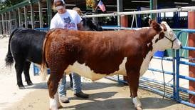 Kendall County Fair showcased local 4-H kids skills, knowledge