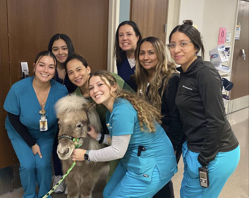 Charmer the mini therapy horse brings joy to the hospital staff during a visit Dec.13 at Advocate Good Shepherd Hospital in Barrington.