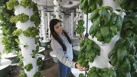 Get your greens and herbs year-round at new Fox Lake indoor farm
