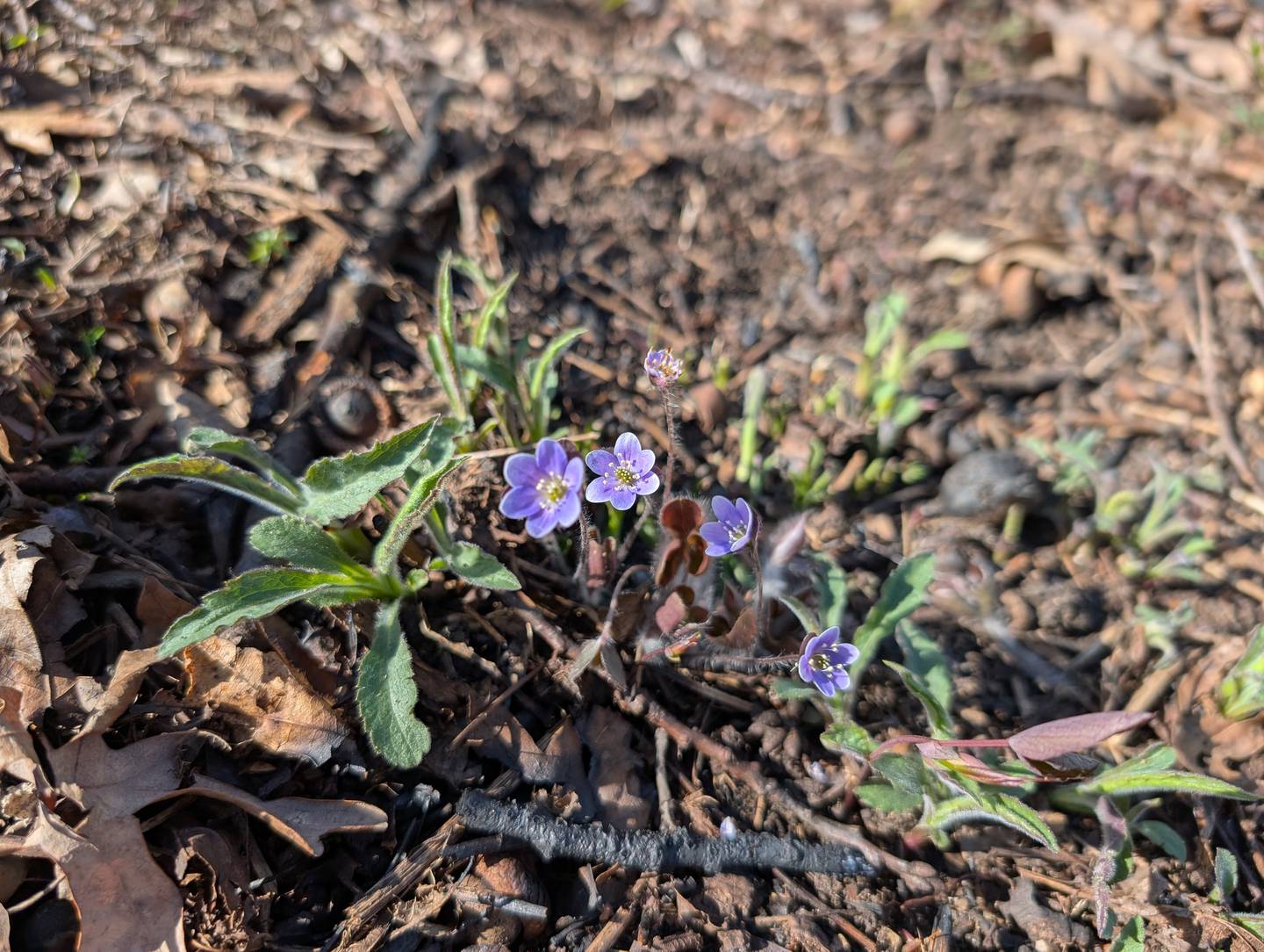 Round-lobed Hepatica in bloom during the early spring at Moraine Hills State Park near McHenry. The flowering plant is one of those being protected by volunteers at the park.
