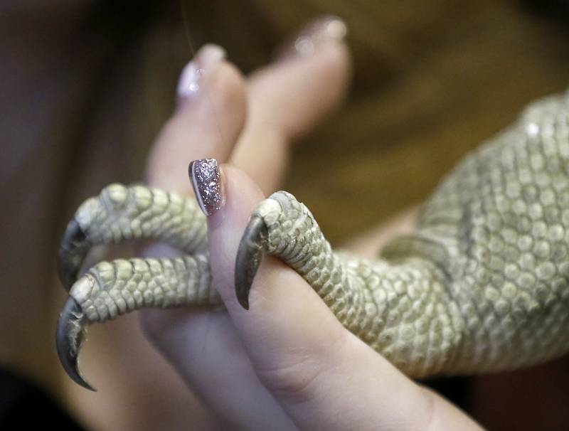Caitlynn Kreutzer of Cold Blooded Parties with  Betty, a white throated monitor inside the new Reptile Gallery in McHenry on Feb. 21, 2023. The gallery when it opens in April will feature over 40 different species of reptiles, amphibians, sting rays and invertebrates on display.