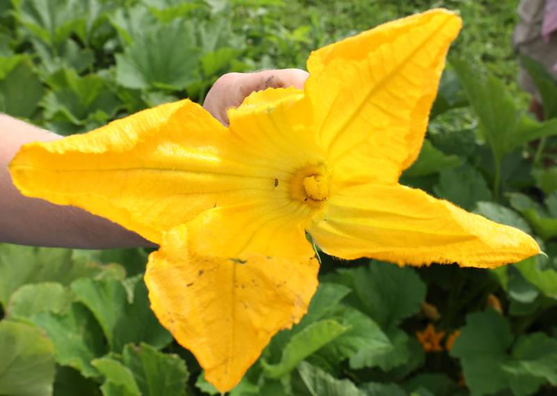 DeKalb County Community Gardens Sustainable Food Safari Camp participants spot some pollinators inside a squash blossom Wednesday, July 27, 2022, during the camp's stop at Walnut Grove Vocational Farm in Kirkland.
