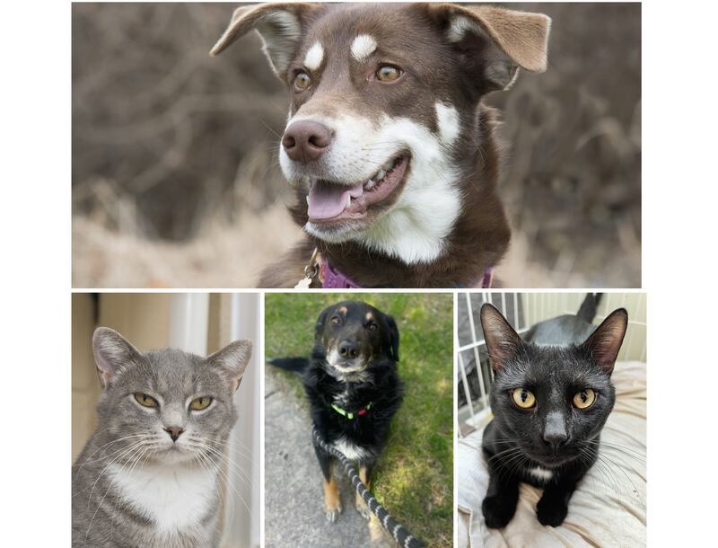 The Herald-News presents this week’s Pets of the Week. Read the description of each pet to find out about that pet, including where he or she can be adopted.