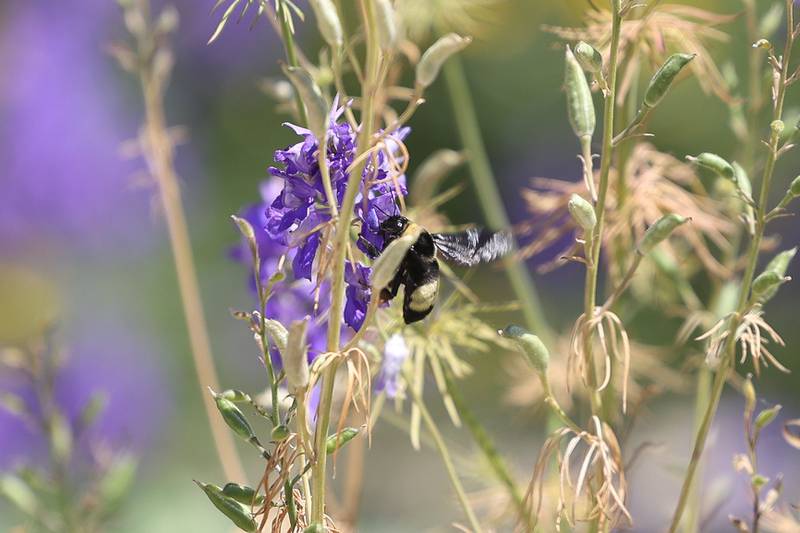 A bee collects pollen from a flower at the Children’s Garden in Elwood. The Children’s Garden in Elwood recently celebrated their 25th anniversary. Saturday, July 9, 2022 in Elwood.