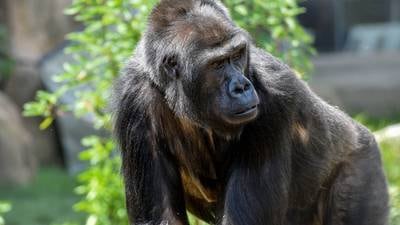 $66 million ‘Tropical Forests’ opens today at Brookfield Zoo Chicago with close gorilla encounters