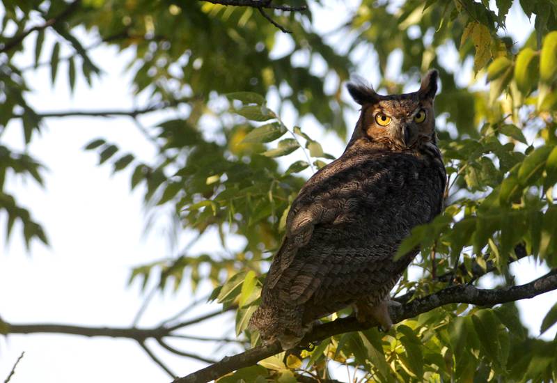 A great horned owl sits in a tree after being released at Campton Hills Forest Preserve on Friday, Sept. 15, 2023. The owl was rehabilitated at the Anderson Humane Society in Elburn after an injury and being diagnosed with West Nile Virus.
