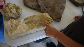 U of I Extension hosts fossil identification workshop