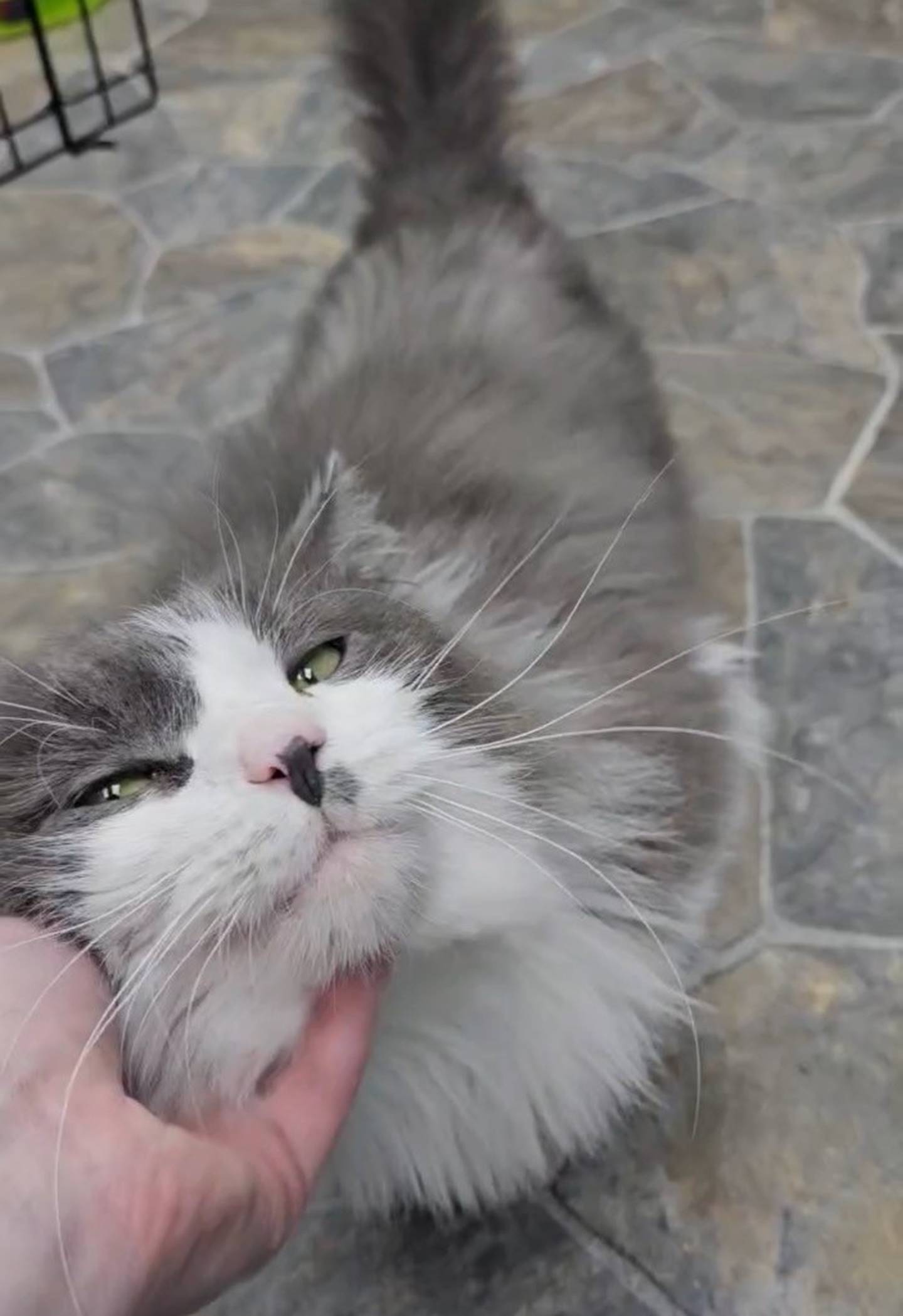 Three-year-old Thor was found as a stray and is still nervous at the shelter, although he’s settling in. He enjoys pets from staff and sitting in their laps. He finds comfort in hideouts and cave beds. He doesn’t mind other friendly cats. Thor needs a patient owner along with time and space to adjust and blossom. To meet Thor, email the Will County Humane Society at willcountyhumane.com and follow the instructions for the adoption process.